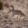 Drop hrivnaty - Chlamydotis undulata - Houbara Bustard o1838